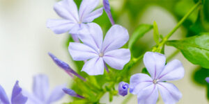 ... qui souffre d’incertitude