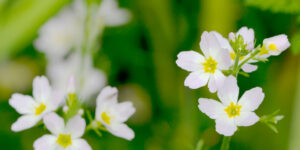 ,,, qui souffre de solitude