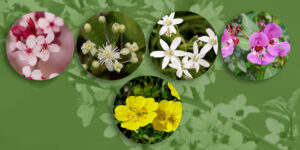 Rescue remedy, Remède secours